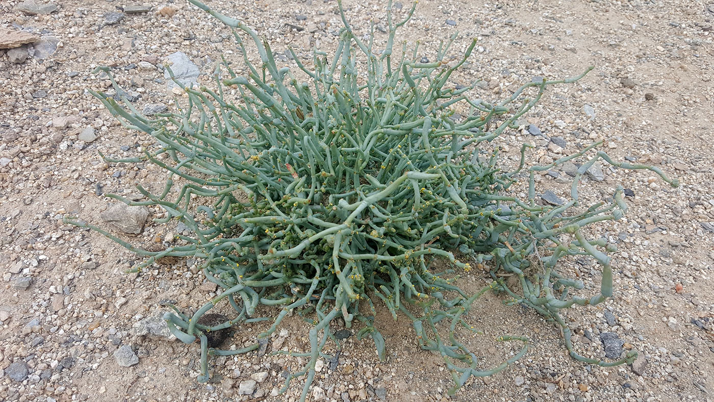 Image of Anabasis truncata specimen.