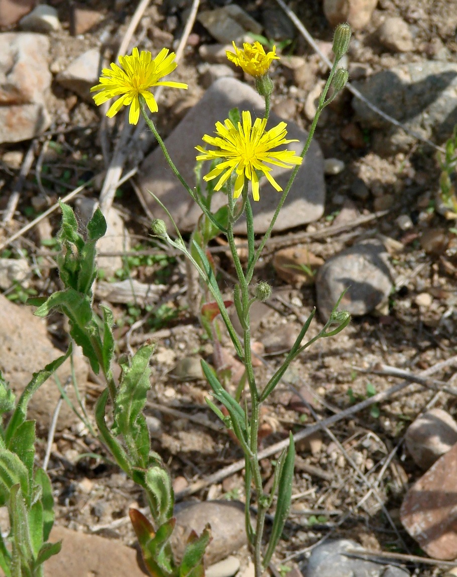 Image of Crepis tectorum specimen.