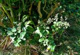 Ligustrum japonicum. Ветви с плодами. Абхазия, г. Сухум, Сухумский ботанический сад. 25.09.2022.