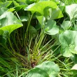 Asarum sieboldii. Цветущее растение. Приморский край, Уссурийский район, Горнотаёжный дендрарий ДВО РАН. 23.05.2010.