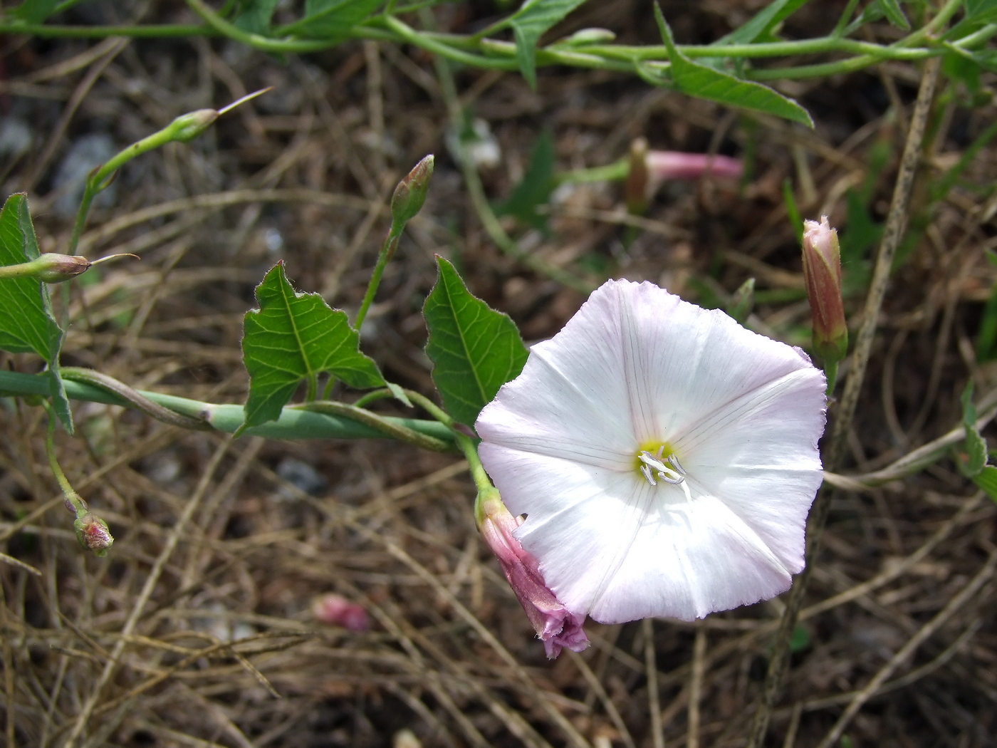 Image of Convolvulus arvensis specimen.