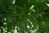 genus Quercus