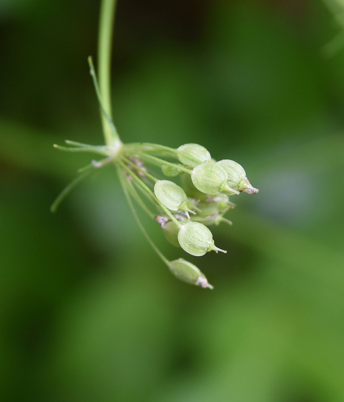 Image of Heracleum asperum specimen.