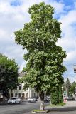 Catalpa ovata. Цветущее и плодоносящее растение. Северная Осетия, Владикавказ, в культуре. 23.07.2022.