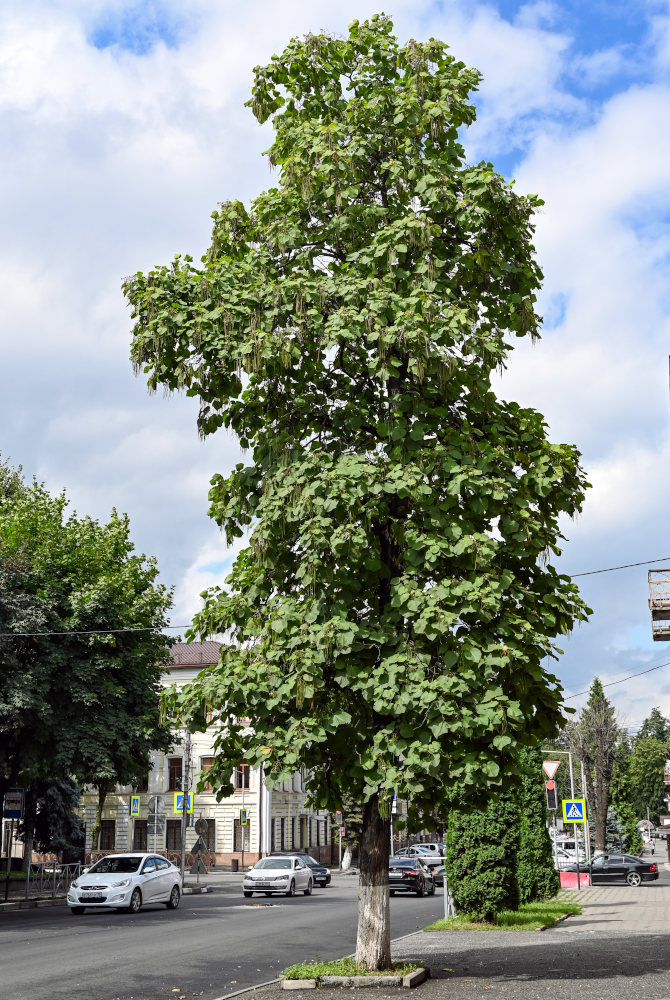 Изображение особи Catalpa ovata.