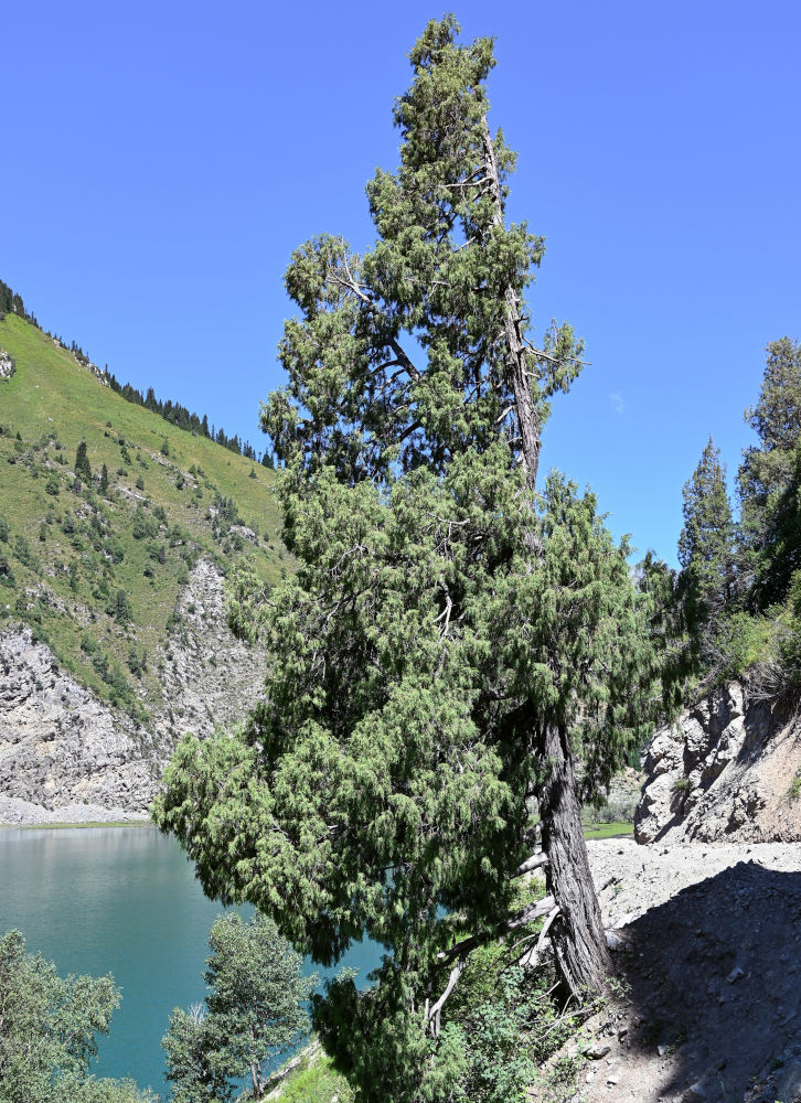 Image of genus Juniperus specimen.