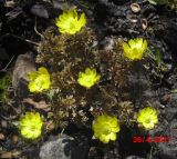 Adonis amurensis