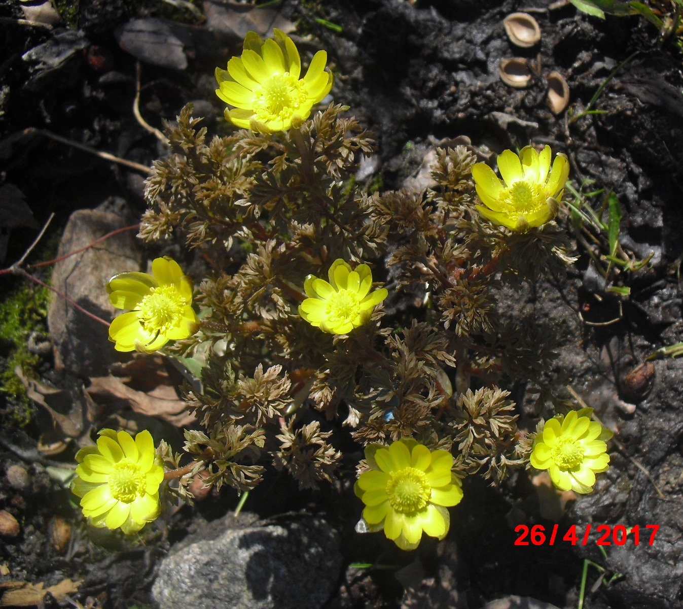 Image of Adonis amurensis specimen.