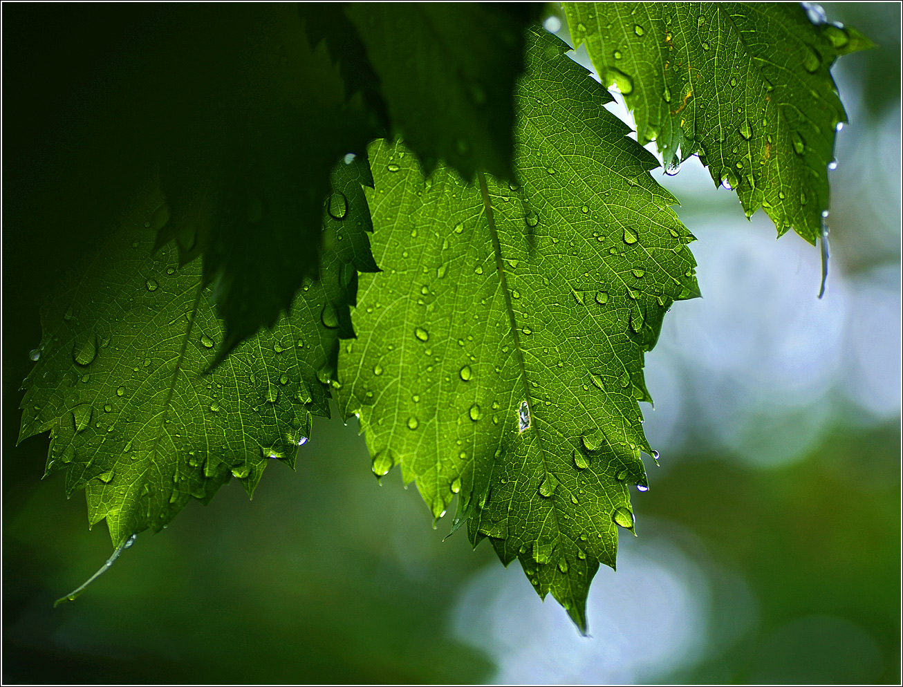 Изображение особи Parthenocissus quinquefolia.