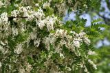 Robinia pseudoacacia. Верхушки ветвей с соцветиями. Краснодарский край, м/о Анапа, пос. Витязево, в озеленении. 29.05.2021.