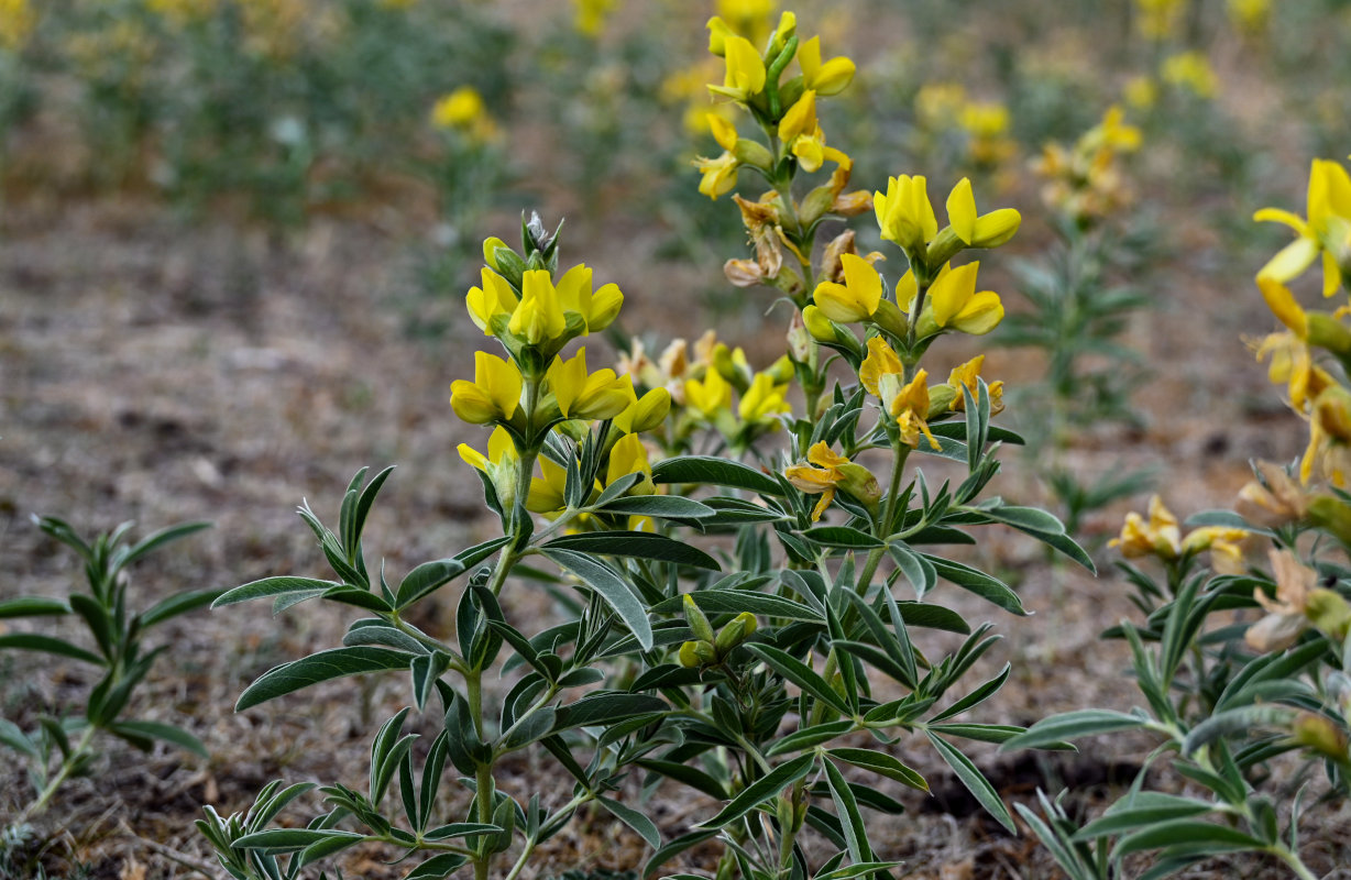 Изображение особи Thermopsis lanceolata.