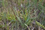 Plantago atrata