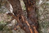 Vachellia nilotica