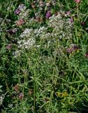 Galium turkestanicum
