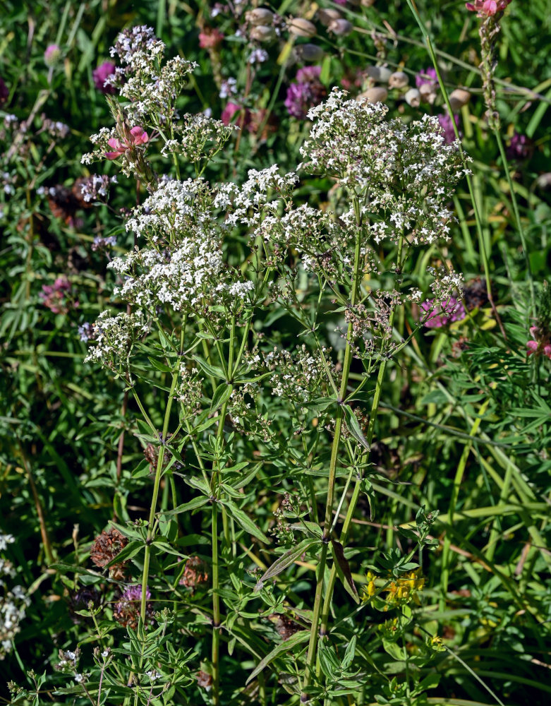 Изображение особи род Galium.