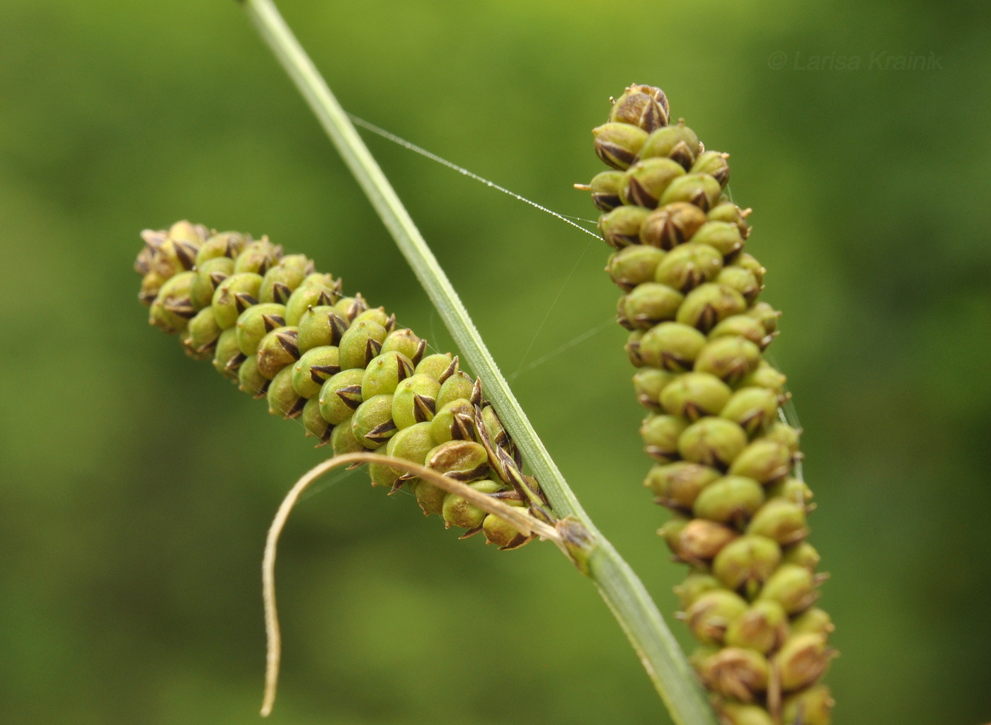 Изображение особи Carex schmidtii.