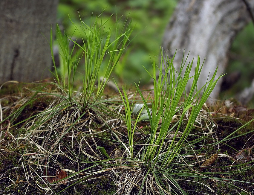 Изображение особи род Carex.