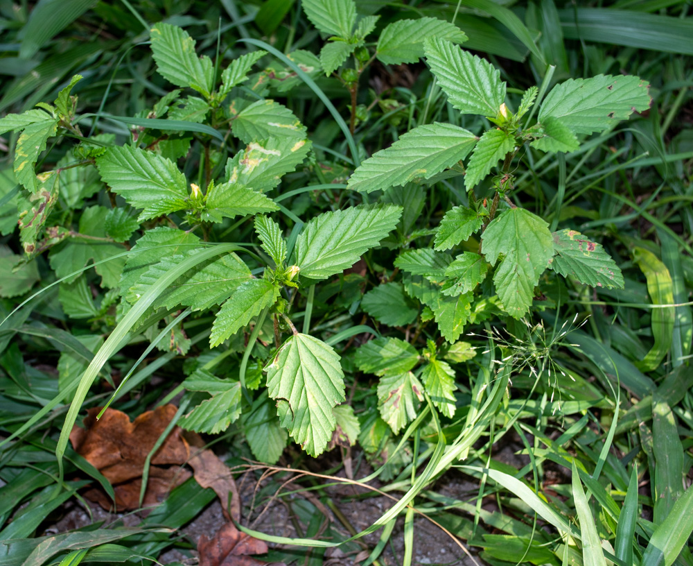 Изображение особи Malvastrum coromandelianum.