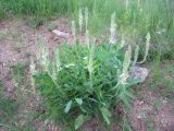 Oxytropis komarovii