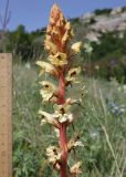 Orobanche form maxima