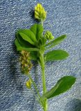 Medicago lupulina. Верхушка растения с соцветиями и соплодием. Московская обл., ГО Подольск, мкр-н Климовск, заросший берег пруда. 01.08.2023.