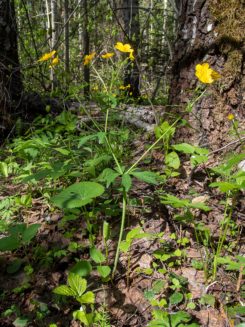 Изображение особи Ranunculus cassubicus.