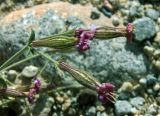 Silene microphylla