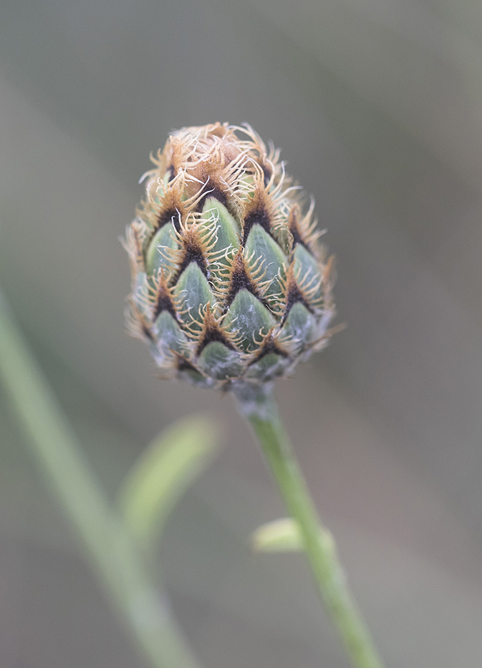 Изображение особи Centaurea rigidifolia.