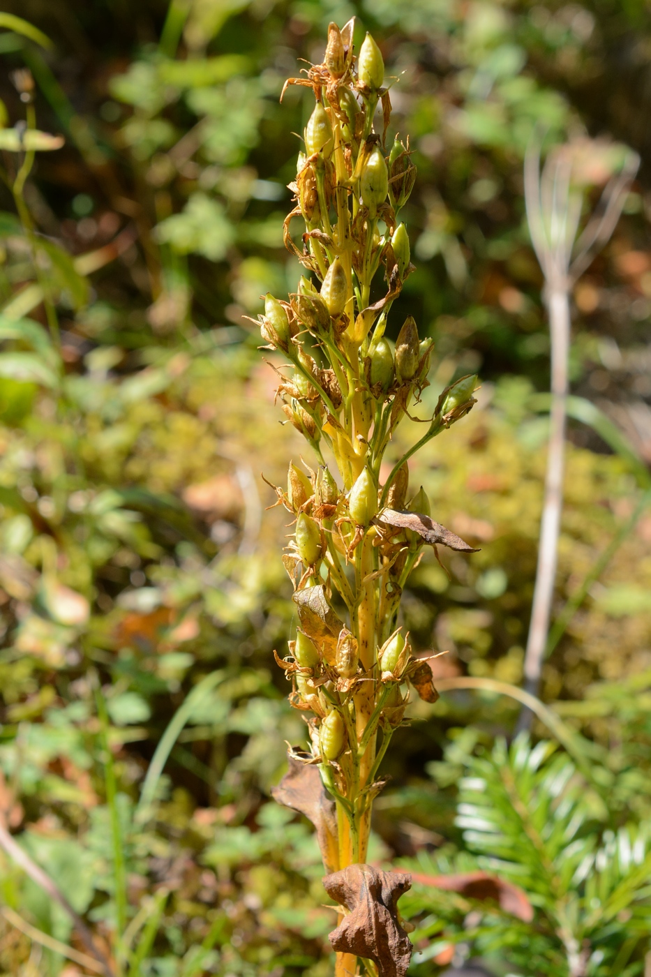 Image of Swertia iberica specimen.