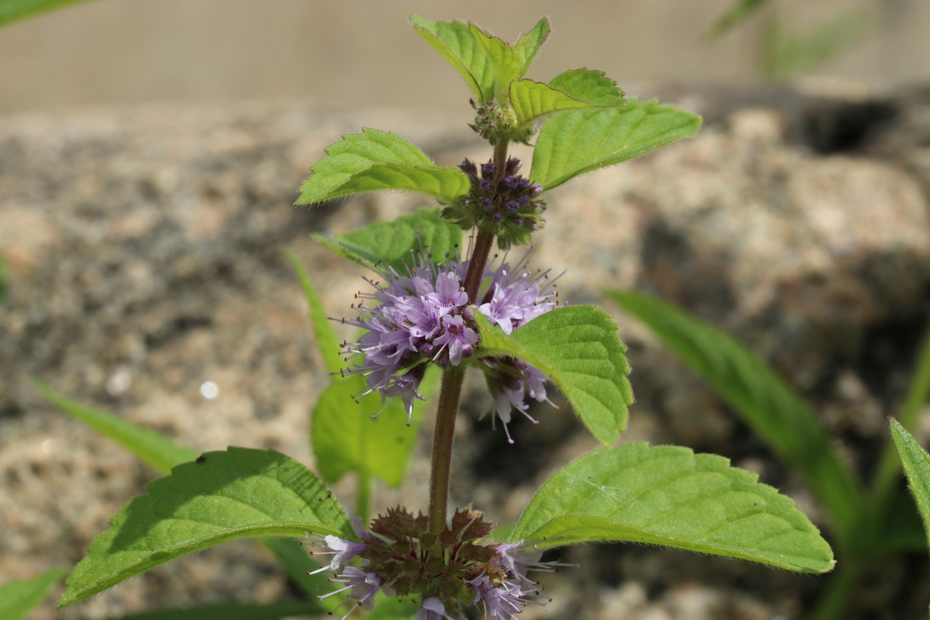 Image of Mentha arvensis specimen.