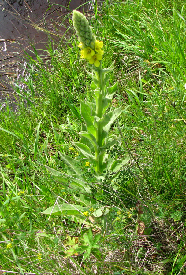 Изображение особи Verbascum thapsus.