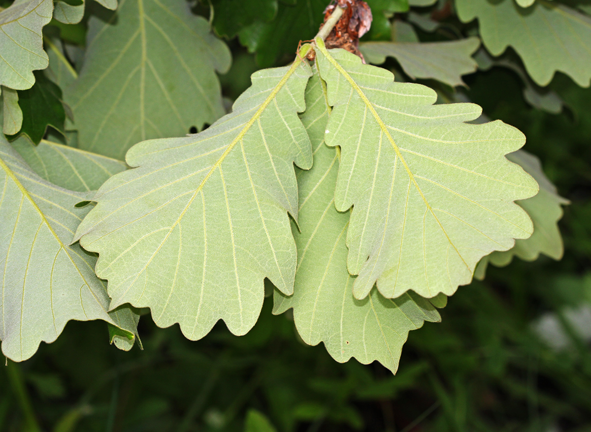 Изображение особи Quercus dentata.
