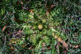 Cirsium esculentum