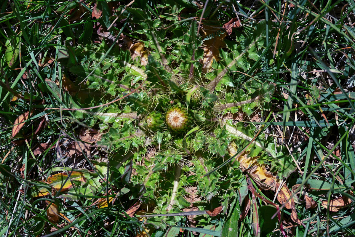 Изображение особи Cirsium esculentum.