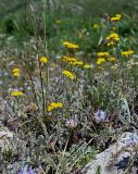 Tanacetum aureum