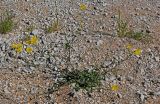 Crepis sonchifolia