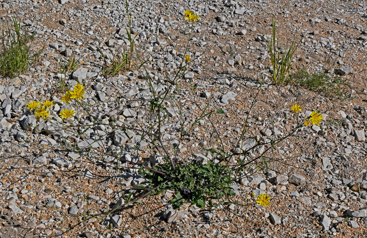 Изображение особи Crepis sonchifolia.