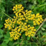 Pastinaca aurantiaca. Соцветие. Краснодарский край, городской округ Сочи, Адлерский р-н, с. Эстосадок, горнолыжный курорт \"Роза Хутор\", пеший маршрут \"Панорама\", южный склон хр. Аибга, 2200 м н.у.м., субальпийский луг. 08.08.2023.