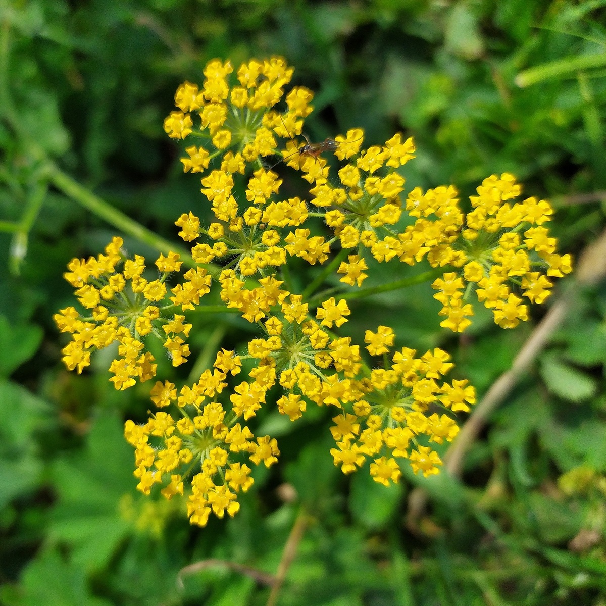 Изображение особи Pastinaca aurantiaca.
