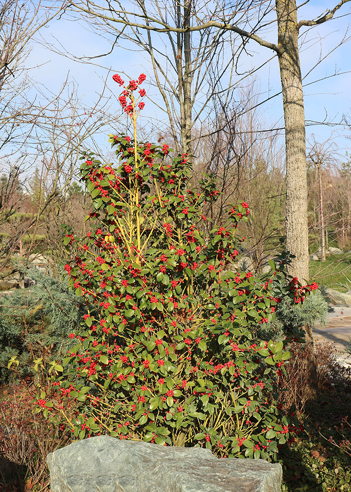 Image of Ilex &times; meserveae specimen.