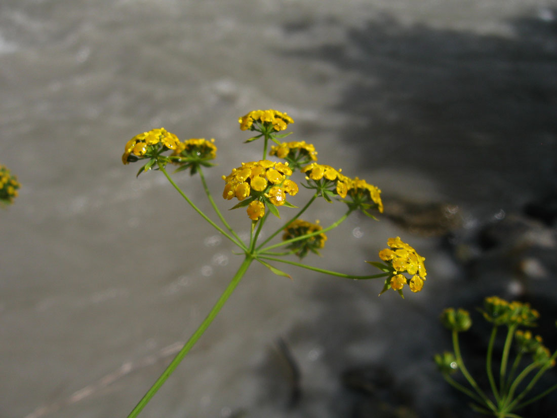 Изображение особи Bupleurum woronowii.