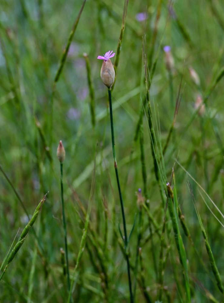 Изображение особи Petrorhagia prolifera.