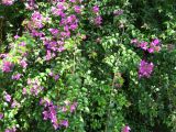 род Bougainvillea