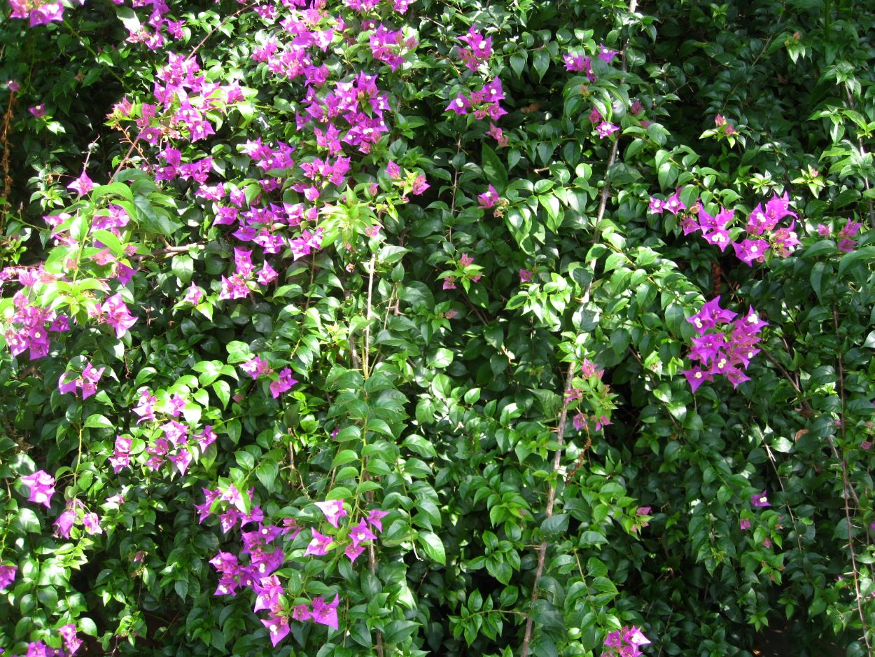 Изображение особи род Bougainvillea.