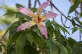 Ceiba speciosa