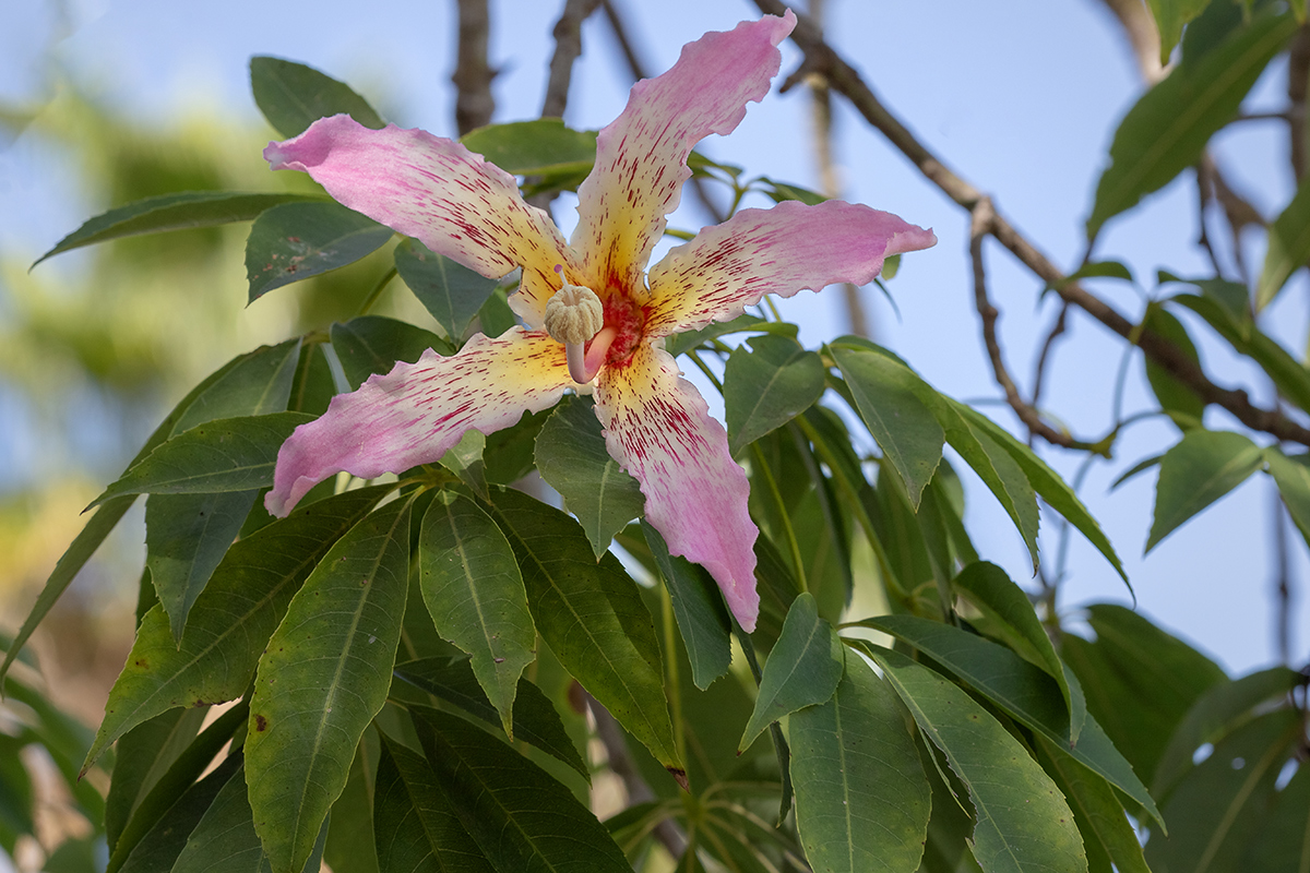 Изображение особи Ceiba speciosa.