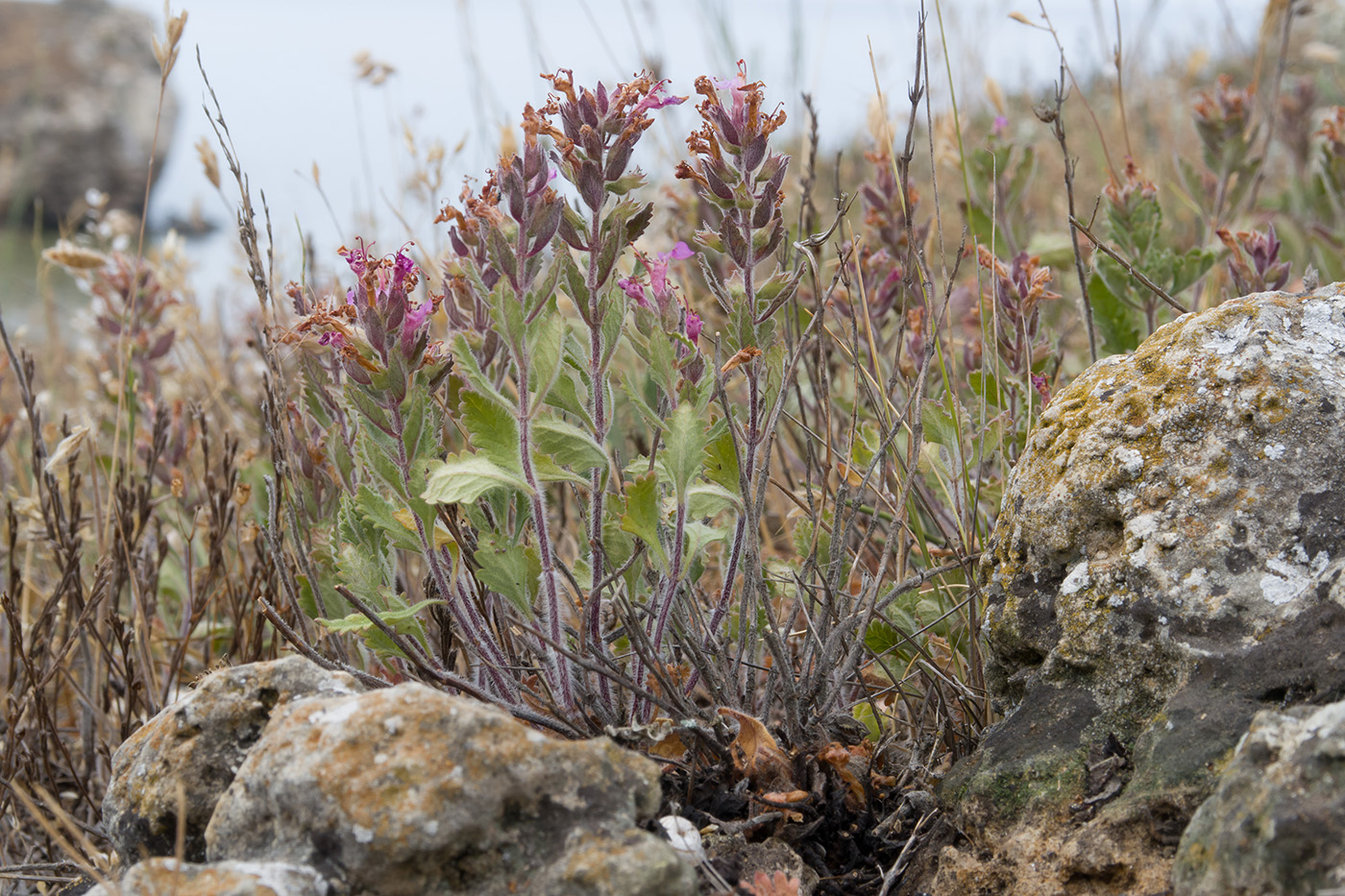 Изображение особи род Teucrium.