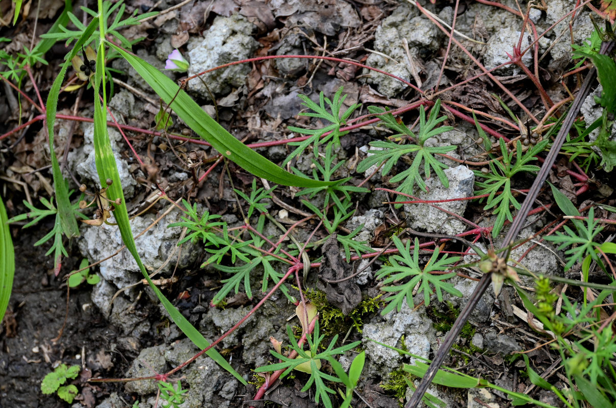 Изображение особи Geranium columbinum.