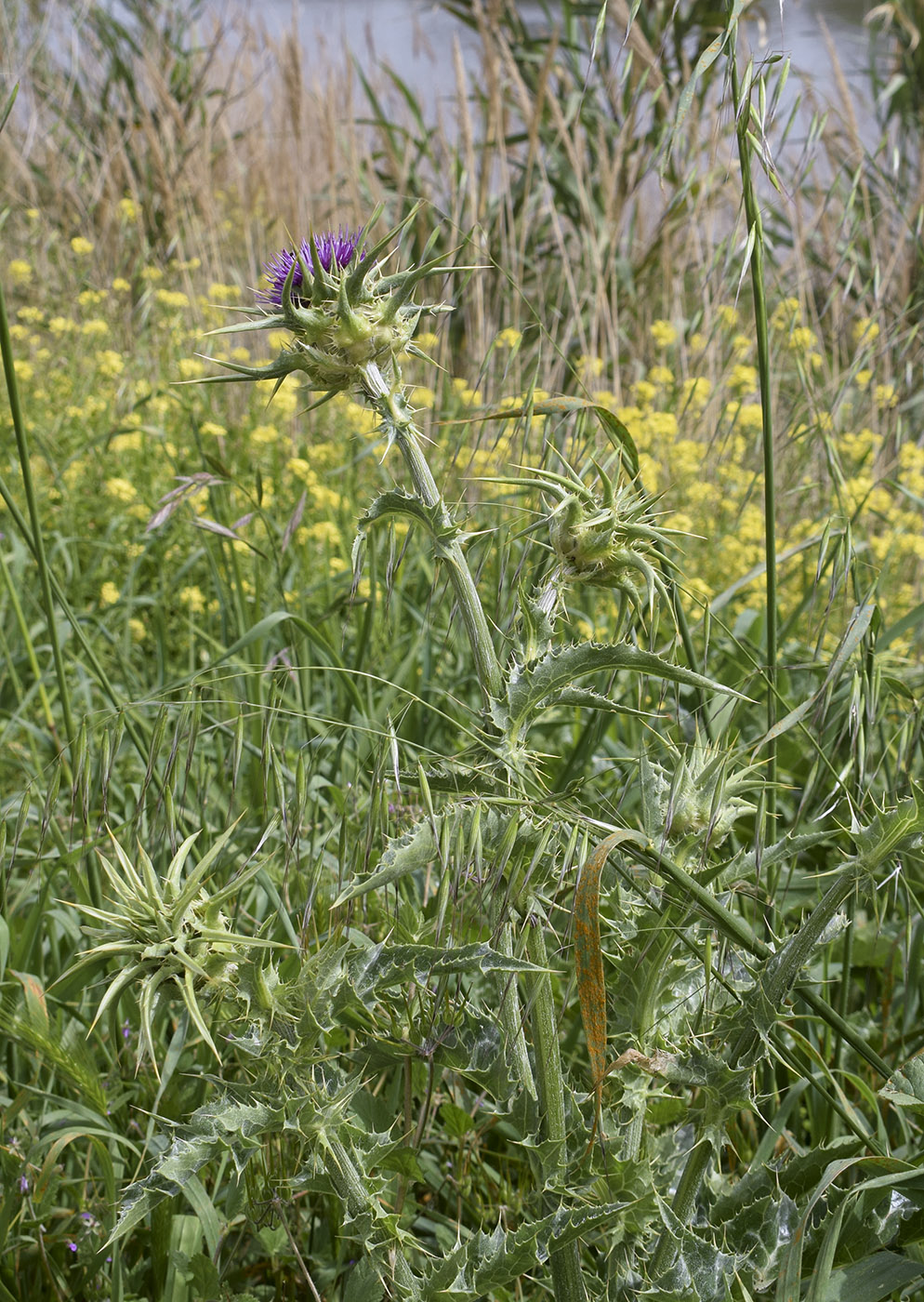 Image of Silybum marianum specimen.