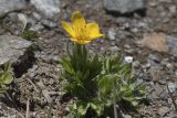 Ranunculus raddeanus